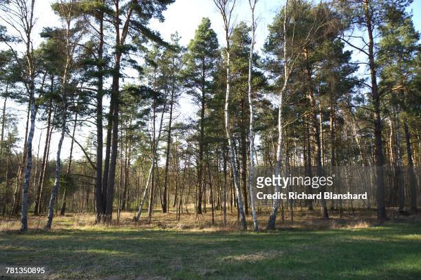 Woods and heathland at the site of the former Bergen-Belsen German Nazi concentration camp in Lower Saxony, Germany, 2014. The site is now a museum...