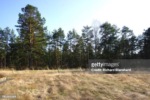 Woods and heathland at the site of the former Bergen-Belsen German Nazi concentration camp in Lower Saxony, Germany, 2014. The site is now a museum...