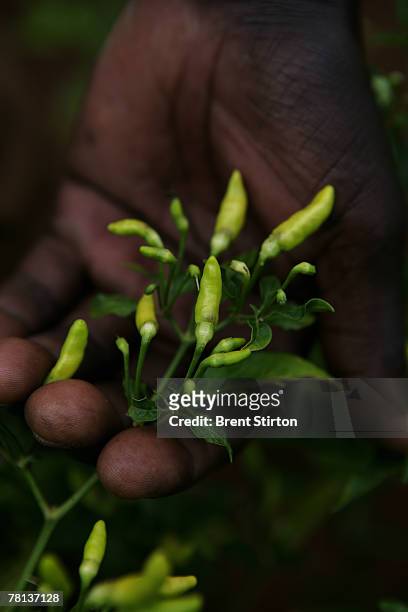 Images of diverse agricultural production and farming in the Sauri Millenium village, September 10, 2007 in Kisumu, Kenya. The pictures illustrate...