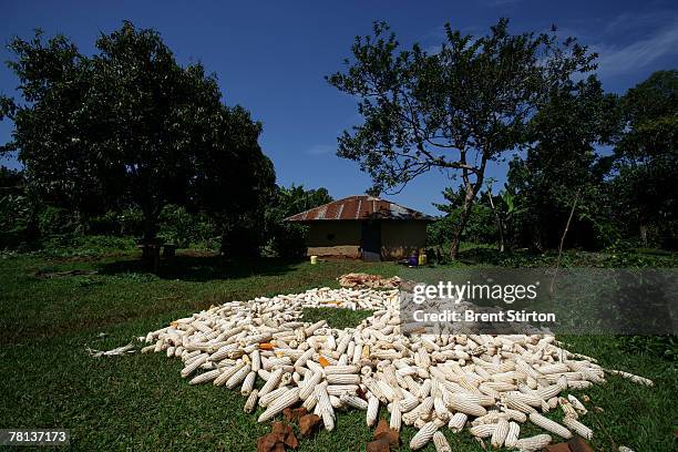 Images of diverse agricultural production and farming in the Sauri Millenium village, September 10, 2007 in Kisumu, Kenya. The pictures illustrate...