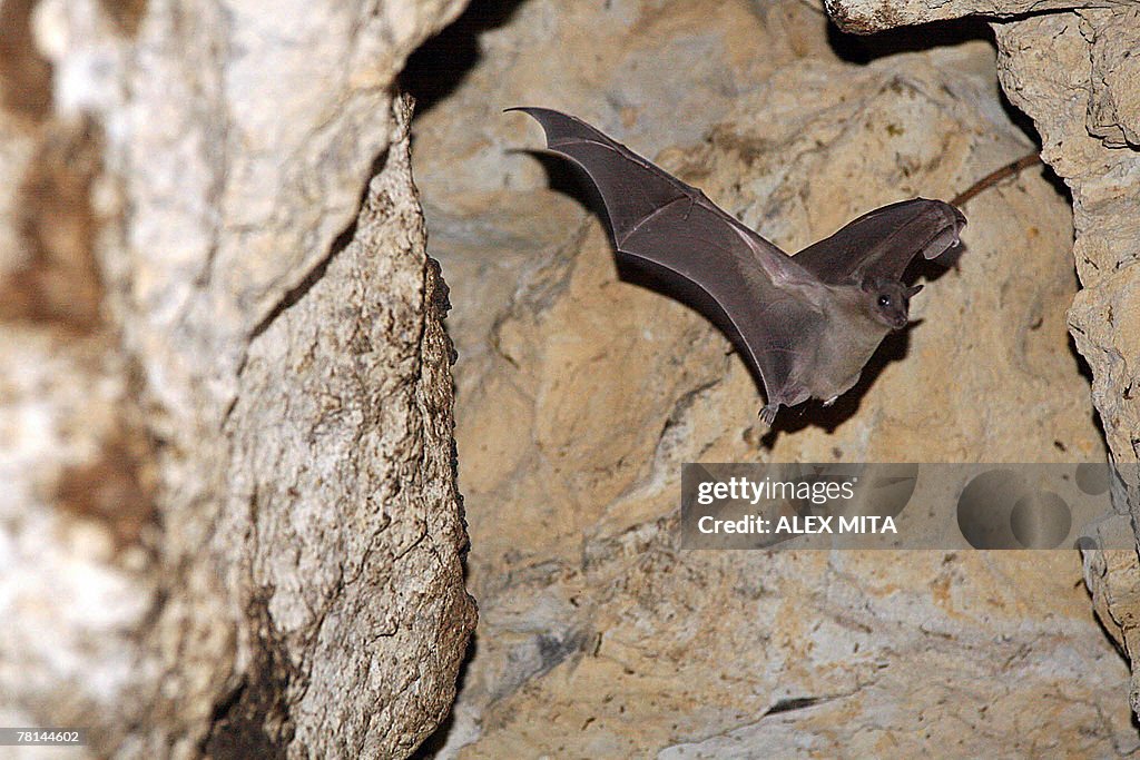 An Egyptian fruit bat flies in an abando