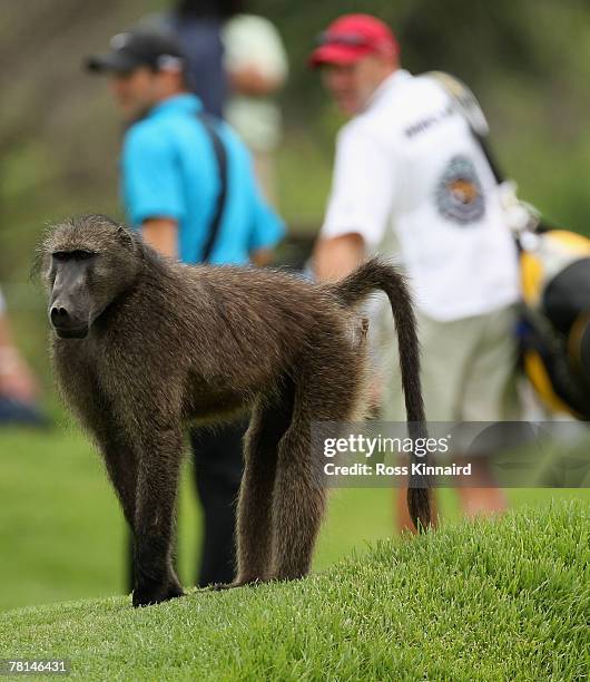 Baboon walkes in front of the 3rd green watched Trevor Immelman of South Africa during the first round of the Nedbank Golf on the Gary Player Course...