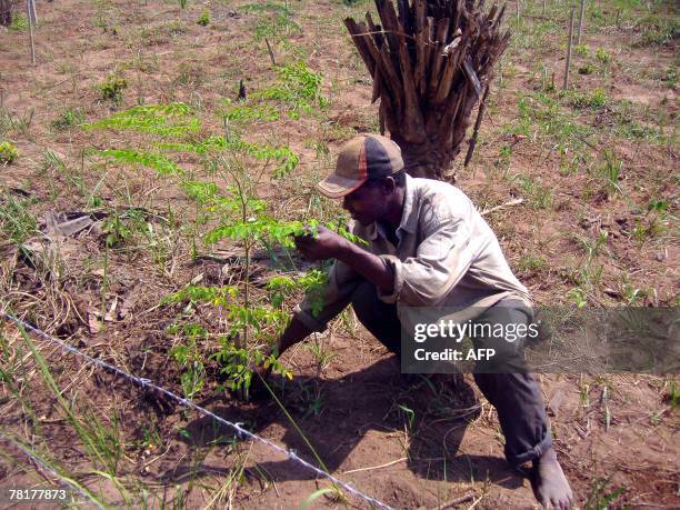 Isabelle LIGNER Paulin Dansou, HIV positive, holds a Moringa tree in a field belonging to the Apevivis association in Kpomasse, 30 November 2007. The...