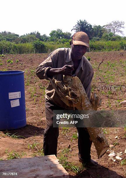 Isabelle LIGNER Paulin Dansou, HIV positive, works Moringa in a field belonging to the Apevivis association in Kpomasse, 30 November 2007. The...
