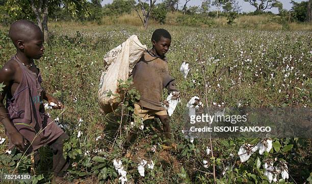 Young Ivory coast farm hands pick cotton in a field 30 November 2007 near Korhogo around 500km north of Bouake. The cotton sector, which employs...