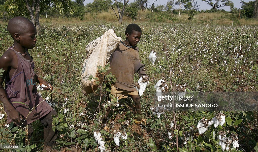 Young Ivory coast farm hands pick cotton