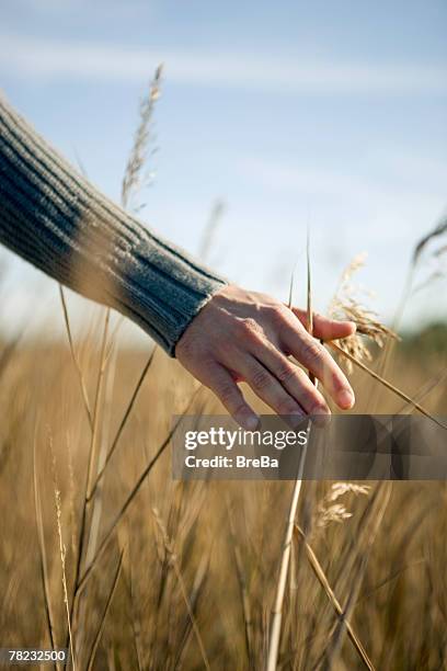 male hand touching reeds - male wool hat stock-fotos und bilder