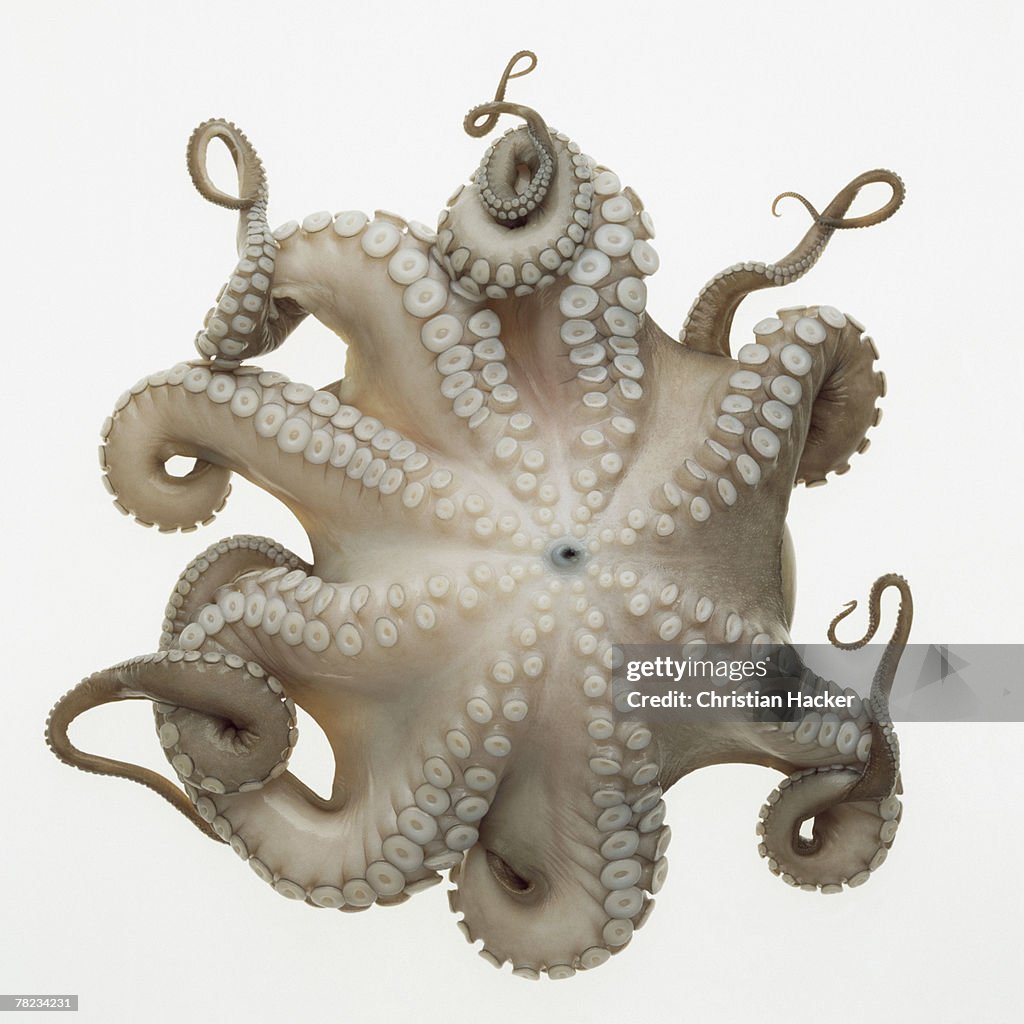 Low angle view of octopus