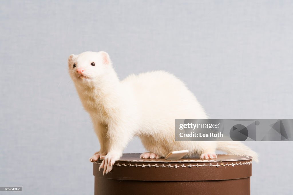 Ferret sitting on hat box