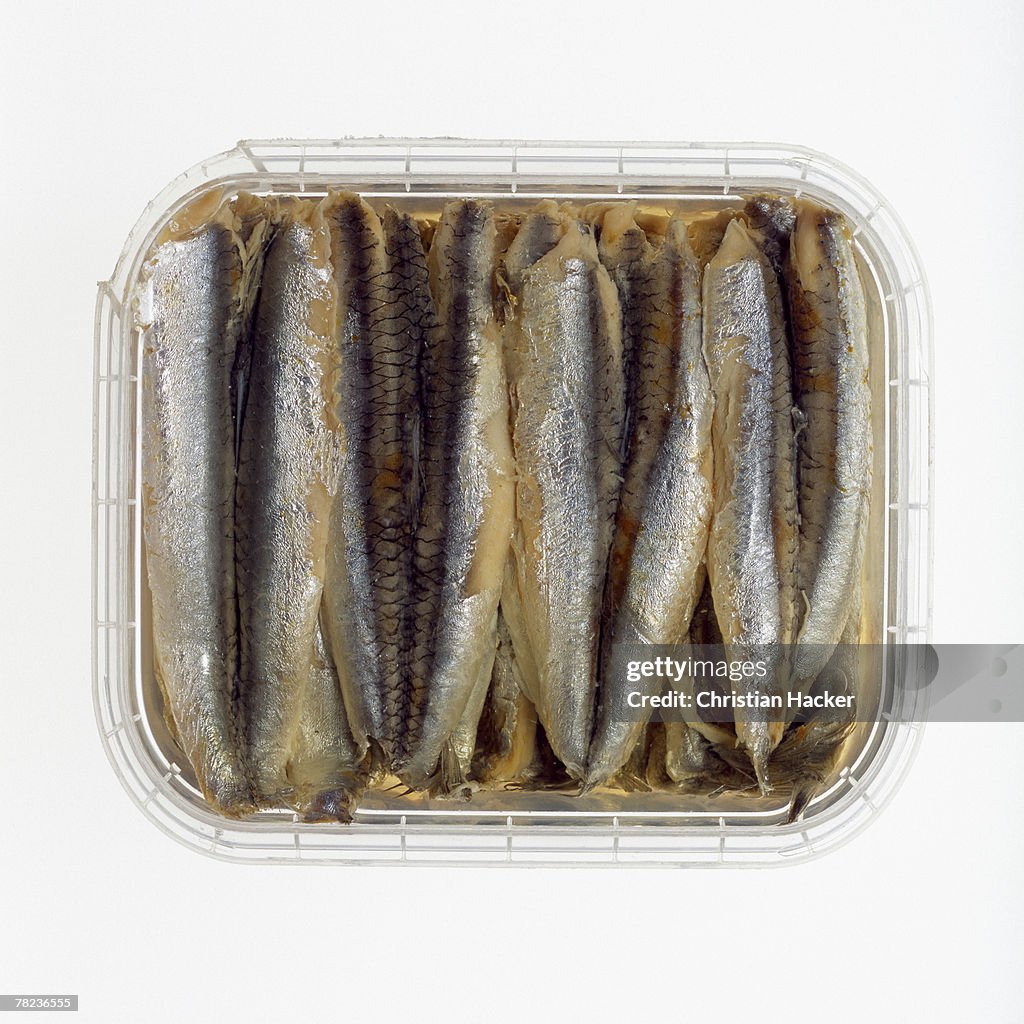 Still life of sardines in can