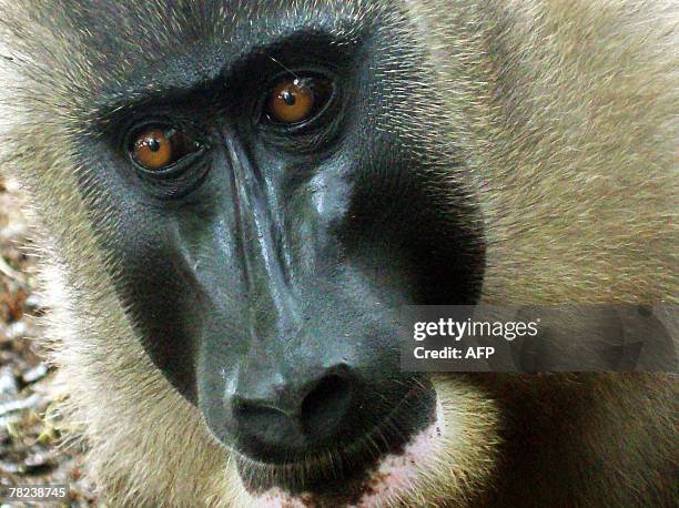 Drill Monkey Rear 117 Drill Monkey Stock Photos, High-Res Pictures, and Images - Getty Images