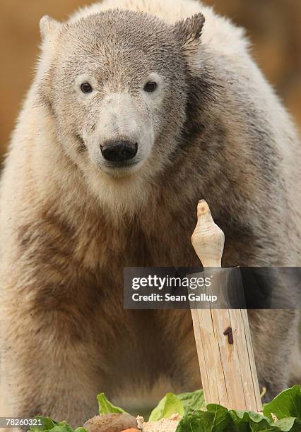 Knut the polar bear eats his one-year birthday "cake" at the Berlin Zoo December 5, 2007 in Berlin, Germany. Zoo officials celebrated Knut's one year...