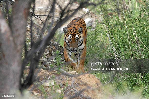 Cathay, mother of a 13-day-old South China tiger cub is pictured in Philippolis 06 December 2007. The cub is the first of his species to be born in...