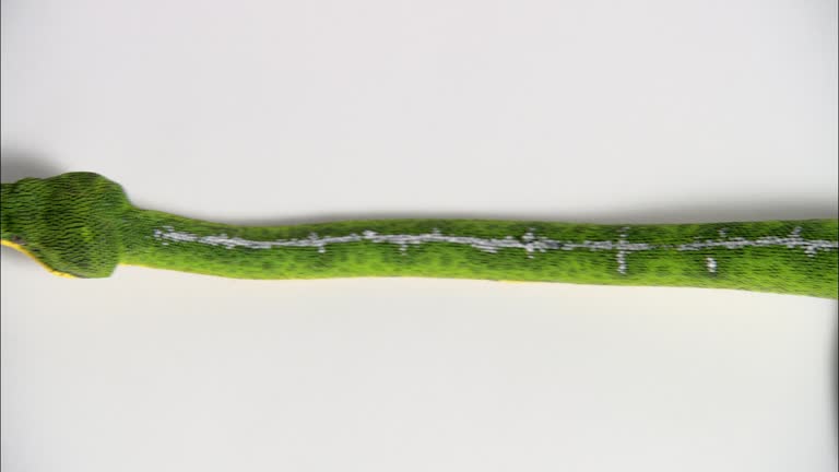 Green Tree Python Slithering Green Tree Python Videos and HD Footage - Getty Images
