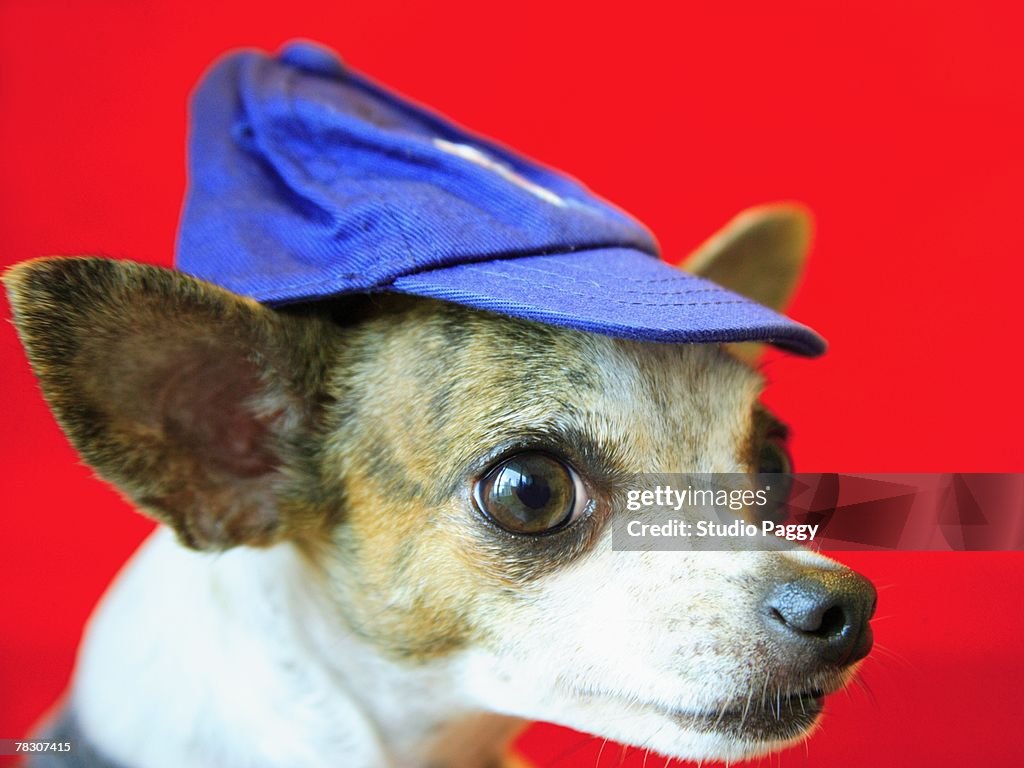 Close-up of a Chihuahua puppy wearing a cap