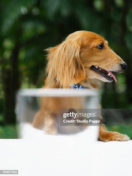 close-up of a dog behind a glass - olhos castanho claros - fotografias e filmes do acervo