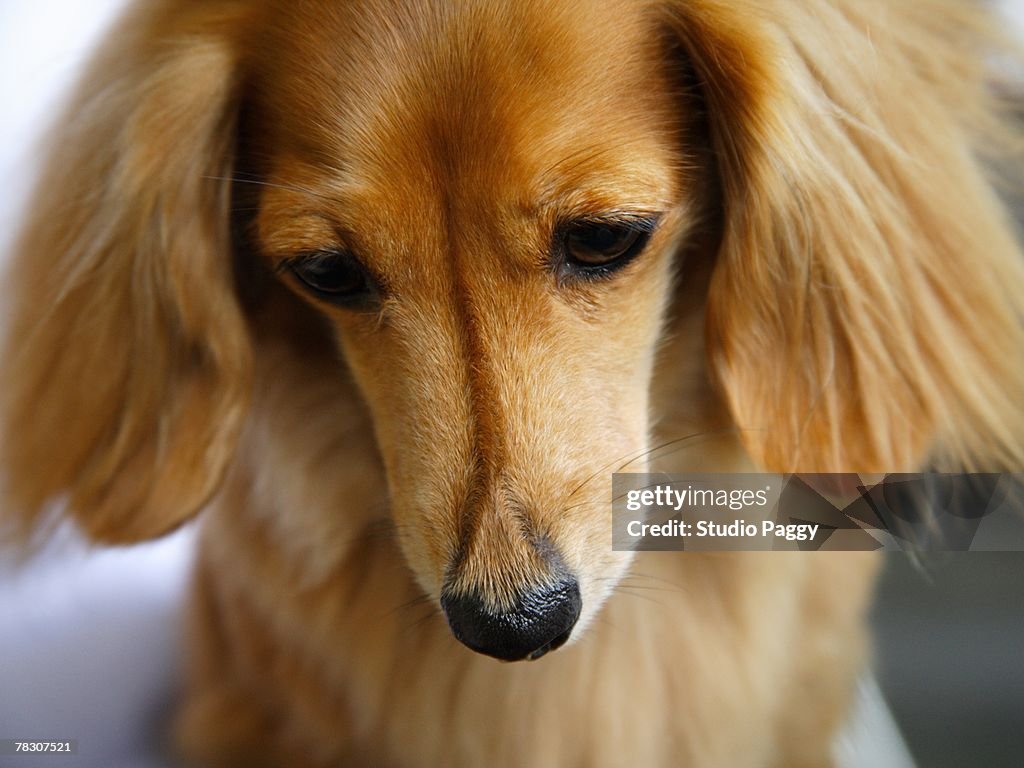 Close-up of a Dachshund