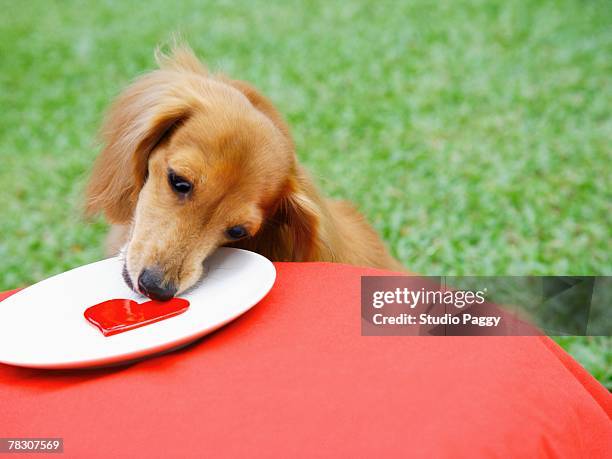 close-up of a dachshund licking a heart shape candy - dog licking face stock-fotos und bilder