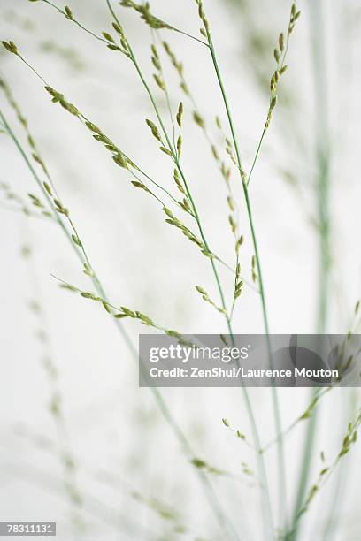 wispy plant, cropped view - wispy stock pictures, royalty-free photos & images