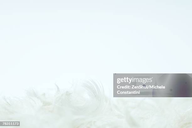 white feathers against white background - plumes blanches photos et images de collection