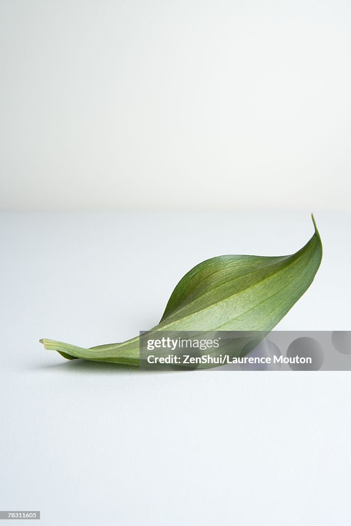 Leaf on white background