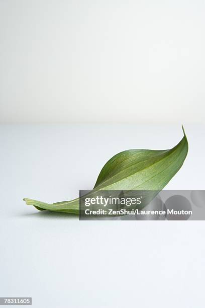 leaf on white background - encogido fotografías e imágenes de stock