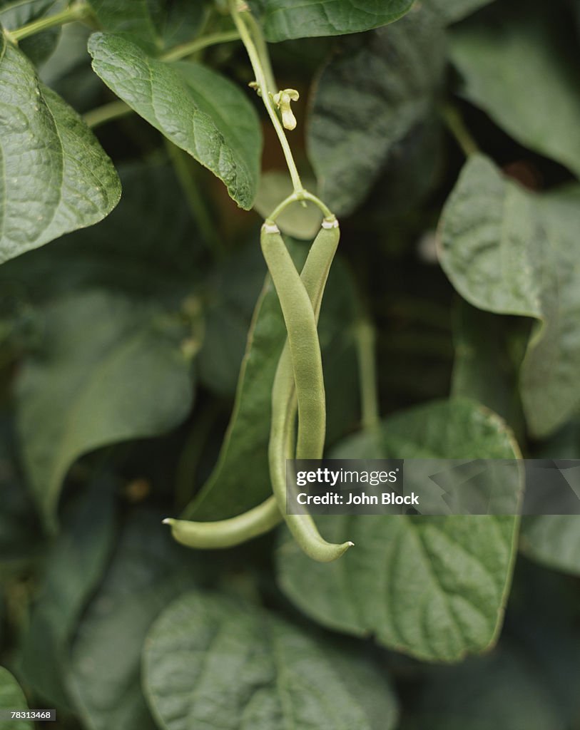 Green Beans Intertwined