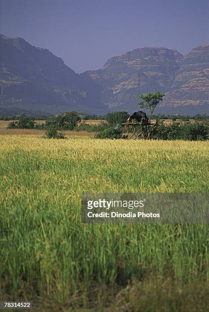 rice field in malshej ghat, maharashtra, india - malshej ghat stockfoto's en -beelden