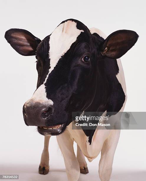 holstein cow - close up of cows face stock pictures, royalty-free photos & images