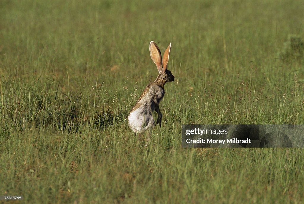 Jackrabbit