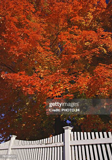 white picket fence near bright fall foliage - white picket gate stock pictures, royalty-free photos & images