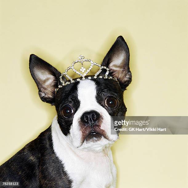 dog wearing tiara - dog tiara stock pictures, royalty-free photos & images