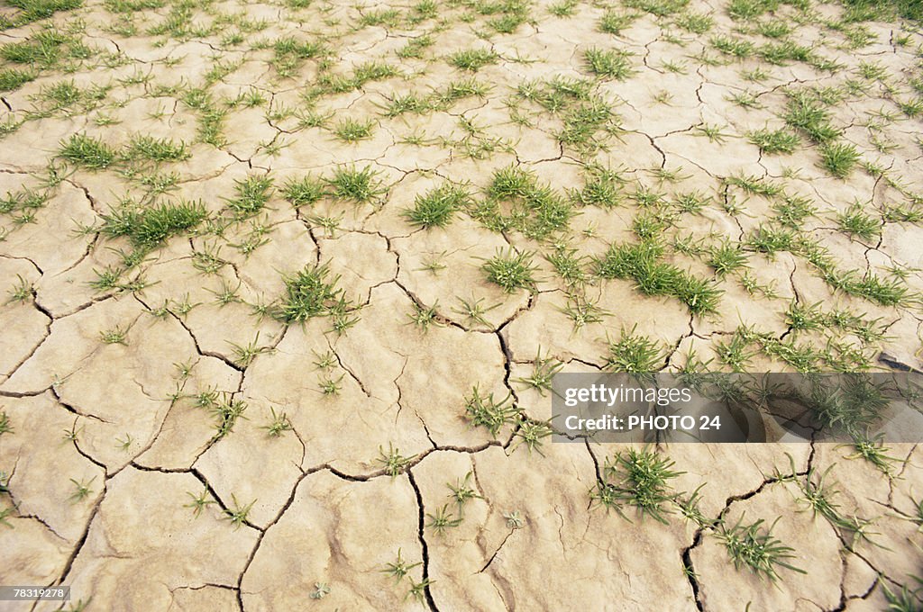 Cracked mud