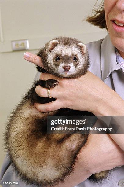 ferret in veterinarian office - polecat stock pictures, royalty-free photos & images