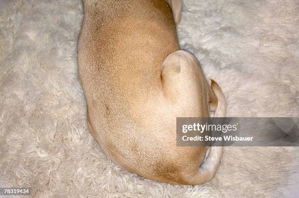 Dog Rear End Photos et images de collection - Getty Images