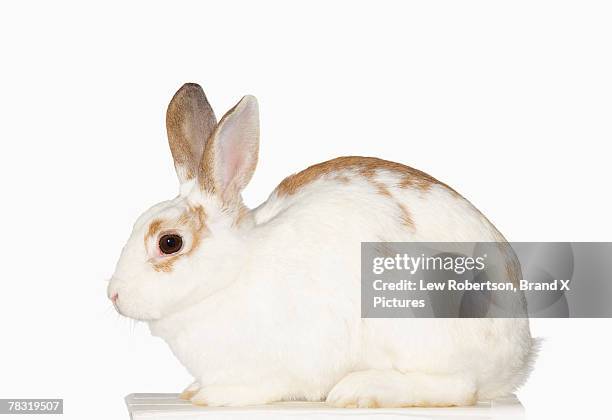125 Timid Rabbit Stock Photos, High-Res Pictures, and Images - Getty Images