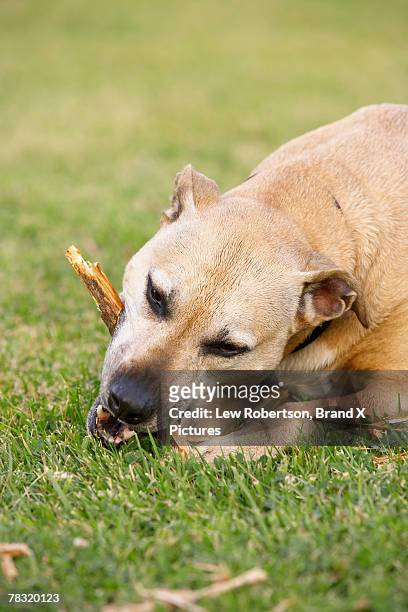 dog chewing on stick - bow wow 2002 stock pictures, royalty-free photos & images