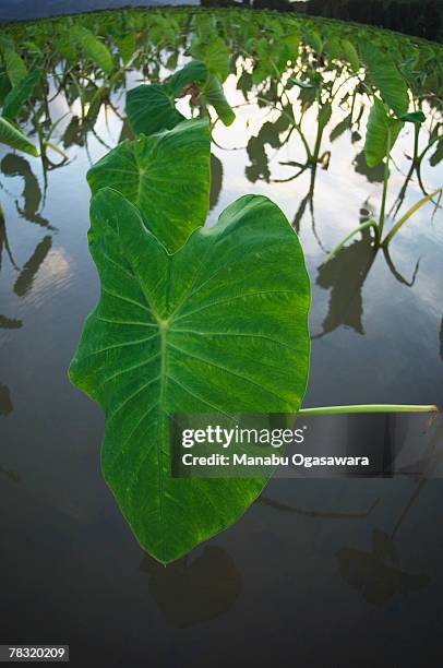 taro root in water - taro leaf stock pictures, royalty-free photos & images