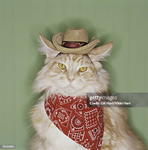 Cat in cowboy dress-up