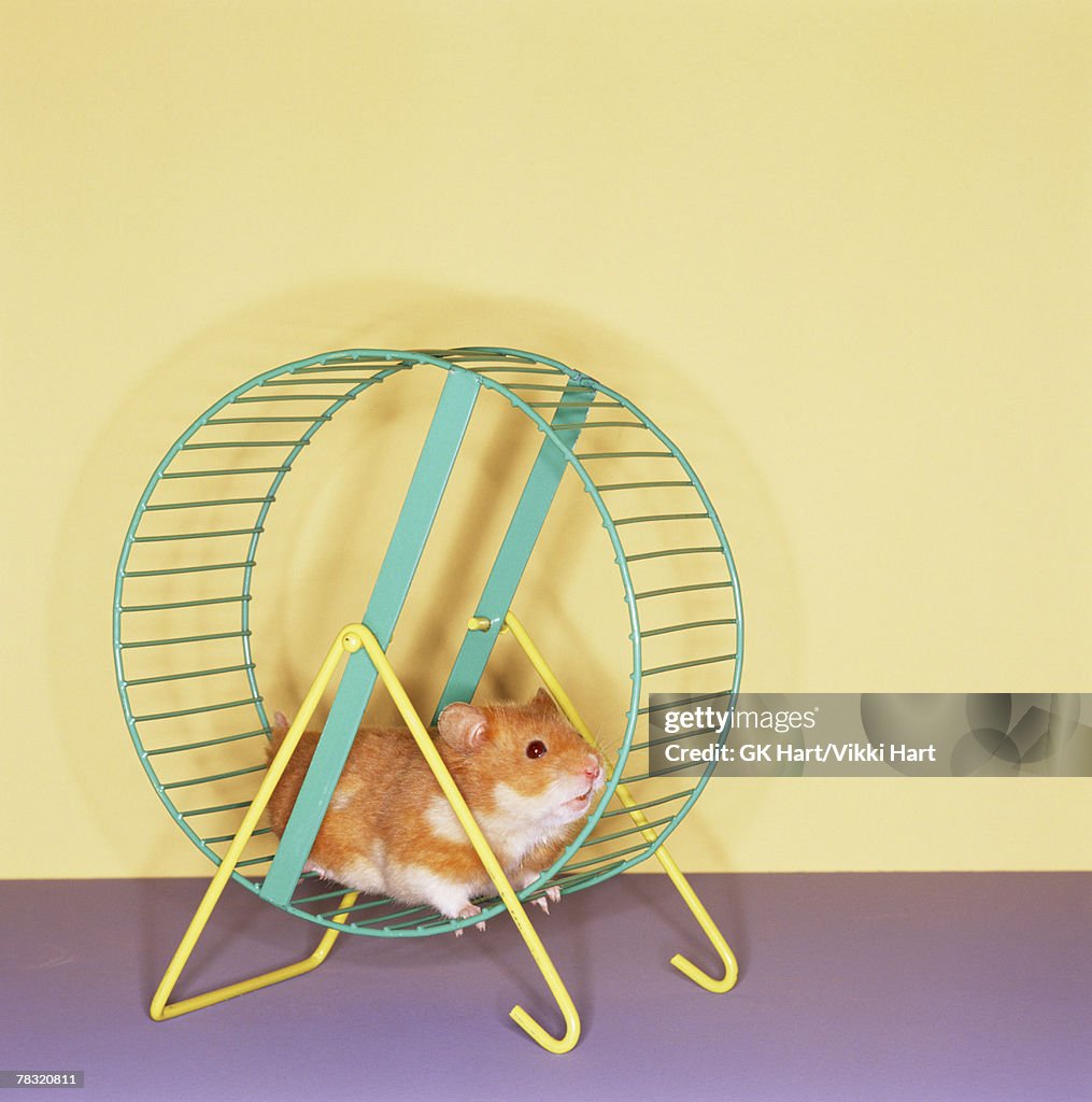 Hamster getting workout on spinning wheel
