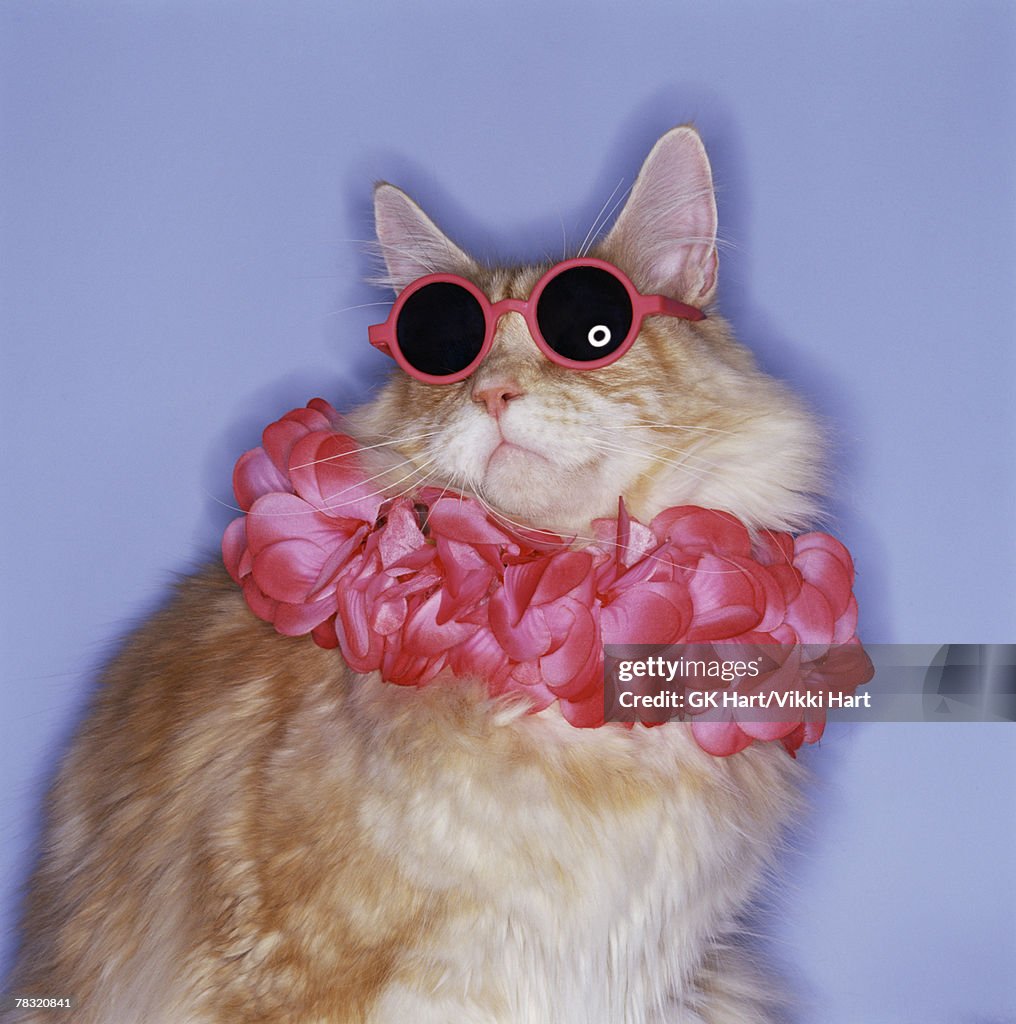 Cat with sunglasses and lei