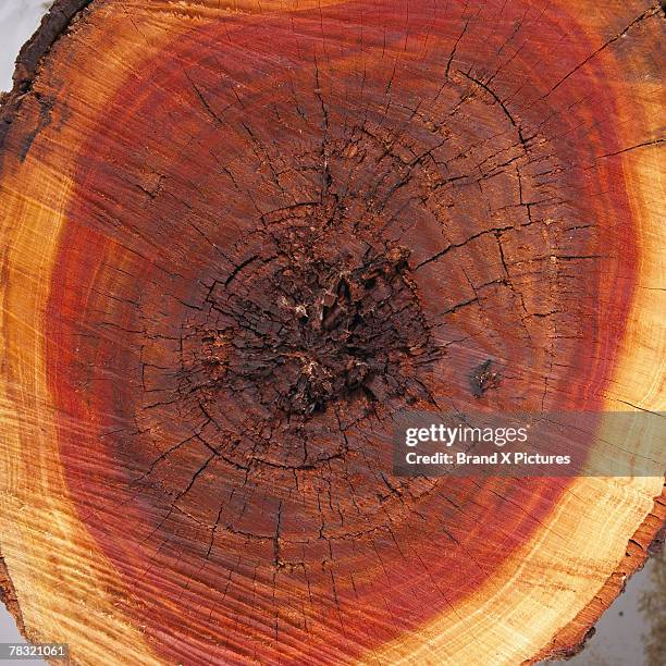 Parenchyma Cells Photos and Premium High Res Pictures - Getty Images