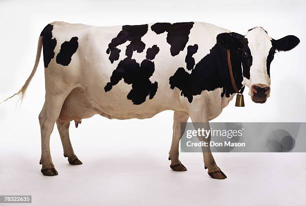 cow with bell - cow eyes stock pictures, royalty-free photos & images
