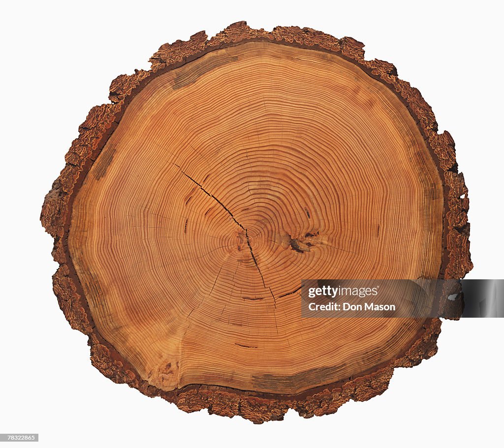 Growth rings of a tree