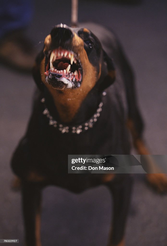 Doberman pinscher guard dog