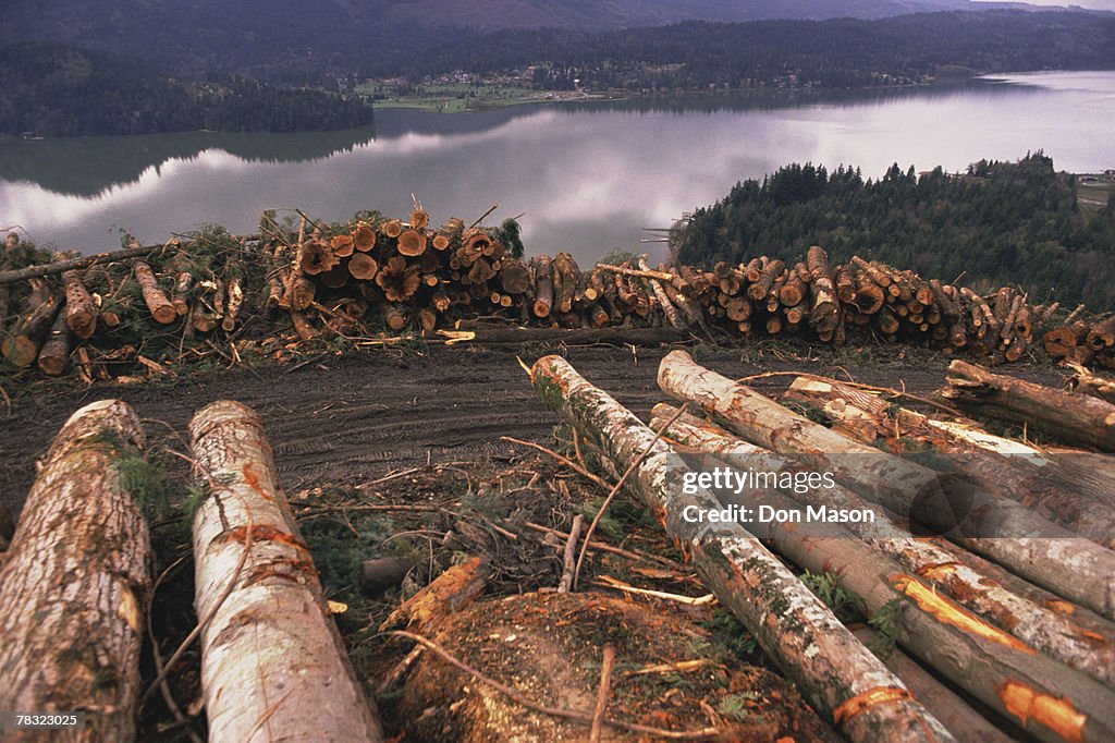 Clean Cut Logging Clear Cut Logging Near Lake Whatcom In Bellingham Washington Stockfoto ...