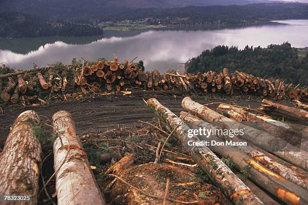 clear cut logging near lake whatcom in bellingham, washington - lake whatcom bildbanksfoton och bilder