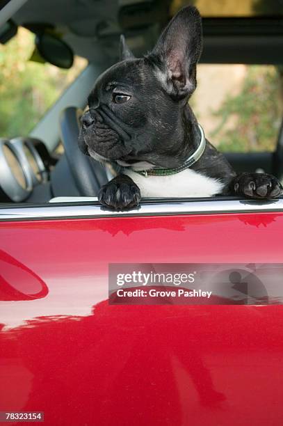 dog in car - dog in car window stock pictures, royalty-free photos & images