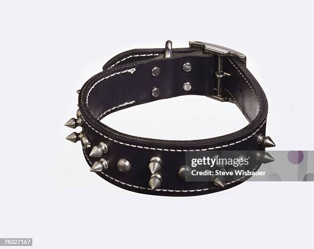 spiked dog collar - spike stock pictures, royalty-free photos & images