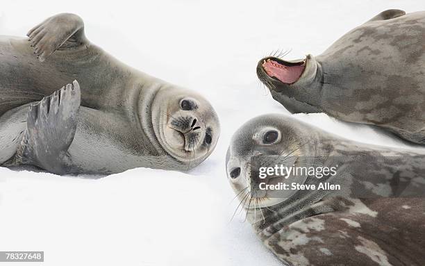 seals in antarctica - animal liver foto e immagini stock